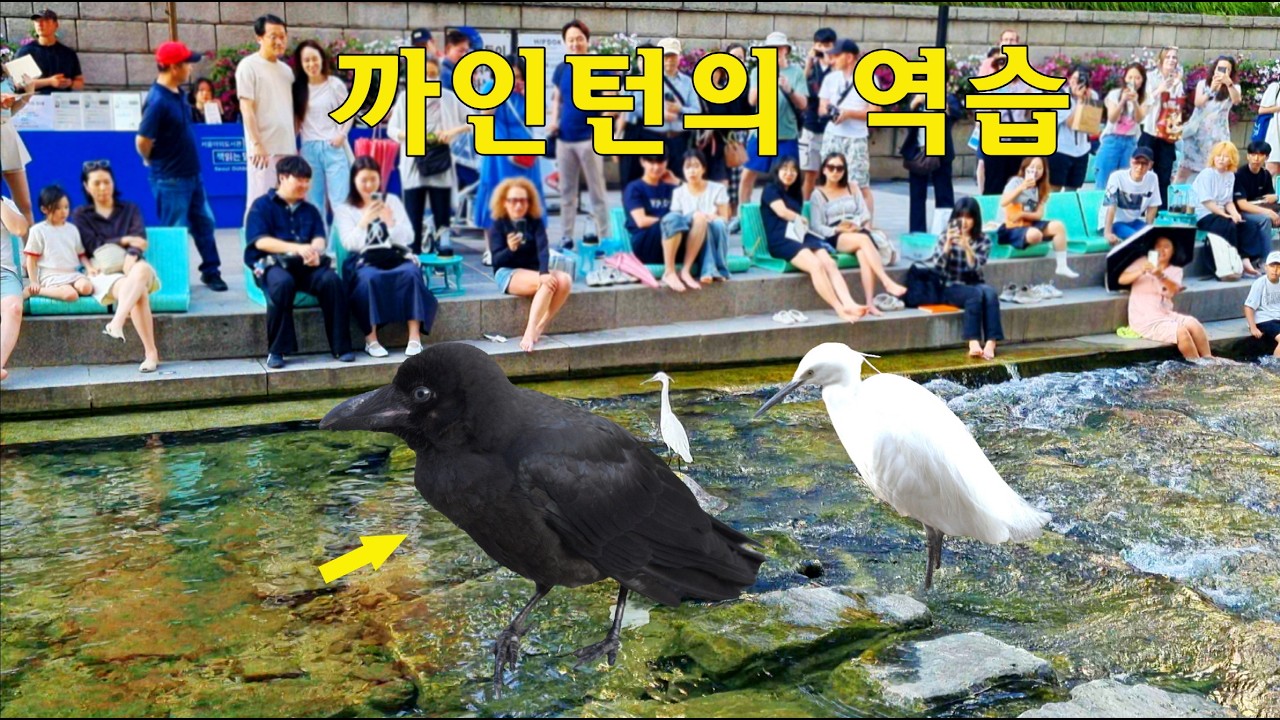우리 까마귀가 달라졌어요~ / 외국인 관광객들도 즐거워하는 초여름 청계천 🐦‍⬛🦢  #청계천 #travel #seoul #korea #외국인반응