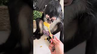 Ryahs favorite  pumpkin balls #ryah #monkey #exotic #pumpkin #treats