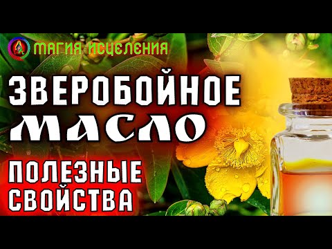 Масло зверобоя, как сделать и применение | Зверобой полезные свойства