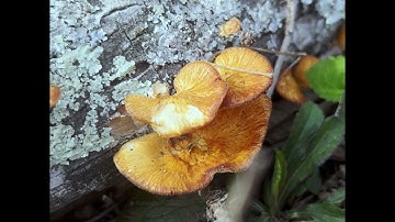 Elektron Model:Samples jam #shorts