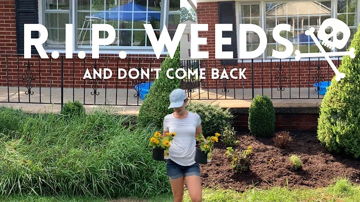 Easiest Way To Get Rid Of Weeds! 🌾// Cheap💰 & Fast🏃‍♀️💨 // Crystal Does - DayDayNews