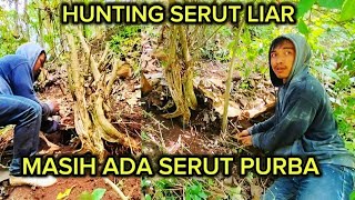 HUNTING SERUT LIAR TERNYATA MASIH BISA DAPAT SERUT PURBA