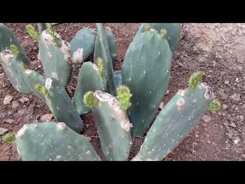 Βίντεο: Καλλιέργεια φραγκόσυκου - Φυτά φραγκόσυκου στον κήπο του σπιτιού