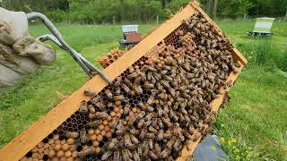 Making A Split And Talking Newbee Beekeeping