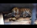 Мать Тигр рожает ребёнка |  Опасный тигр неожиданно становится самым сладким