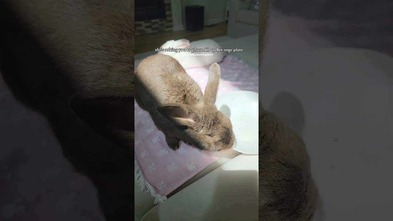 my bunny Coco has a request, would you grant it for her? 