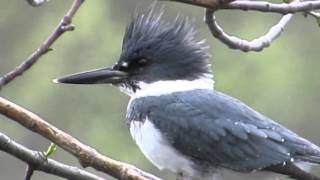 flying kingfisher bird image 1