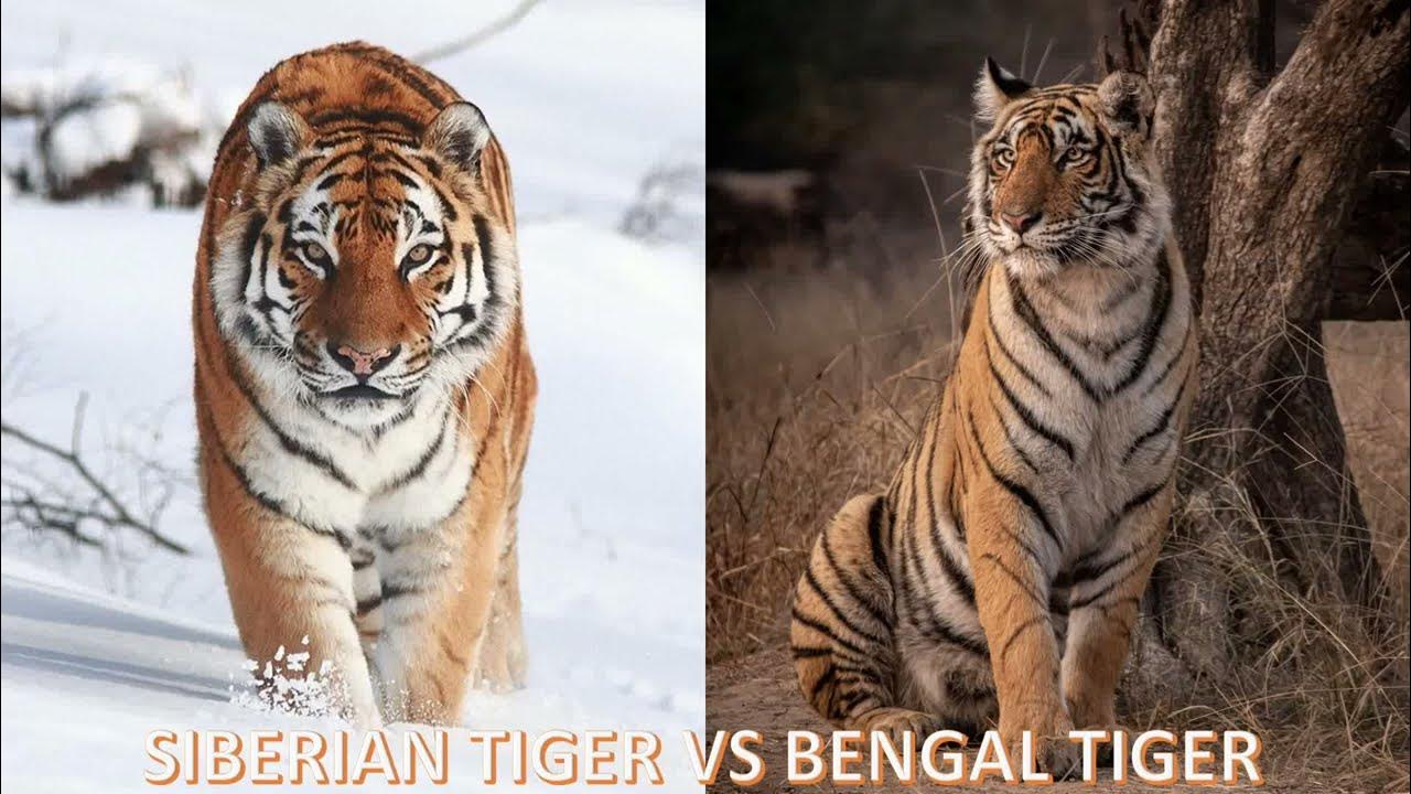 SIBERIAN TIGER VS BENGAL TIGER YouTube
