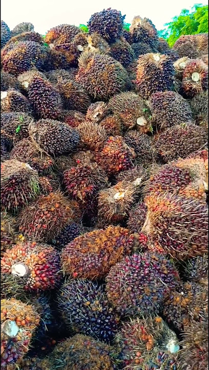 gara gara pabrik rusak buah jadi menggunung tinggi#shortvideo #sawit