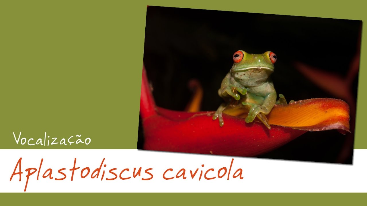 Aplastodiscus cavicola YouTube