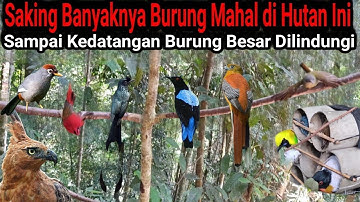mikat di hutan yang banyak burung nya di serang burung mahal dan burung langka