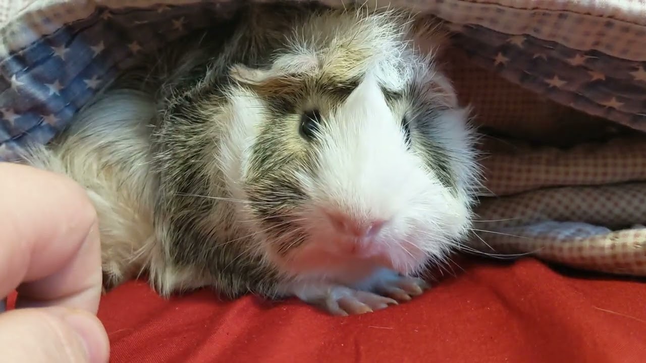 モルモットがかわいい Youtube