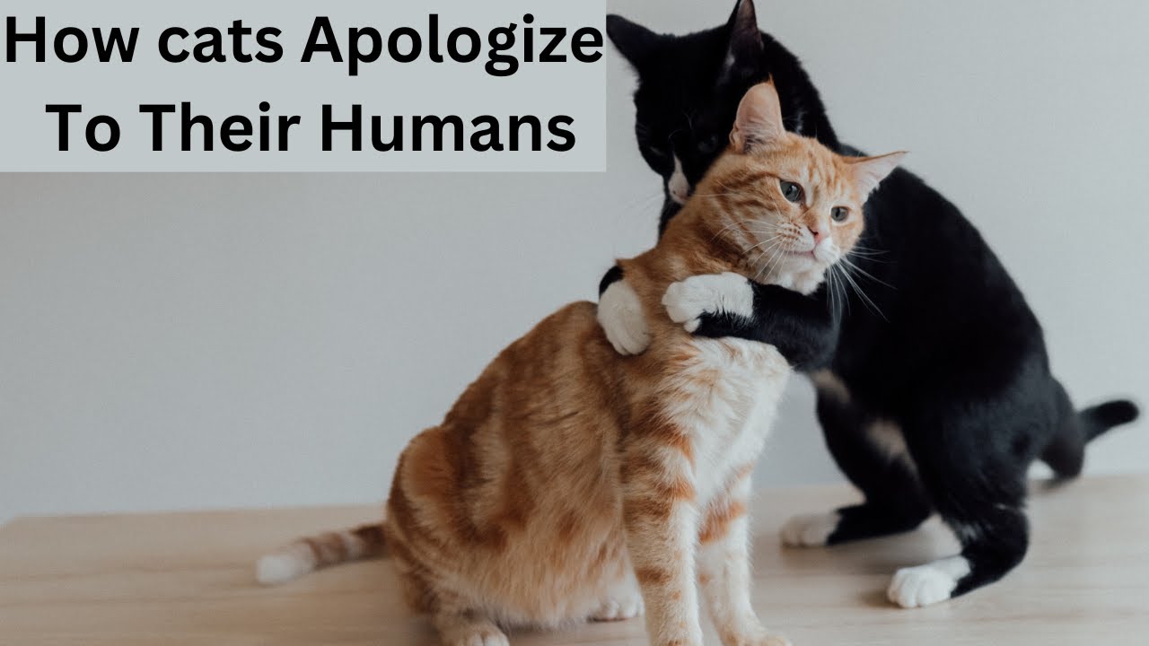 How Cats Apologize To Their Humans 