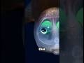 This Fish Has a See-Through Head… And It’s Real 😳