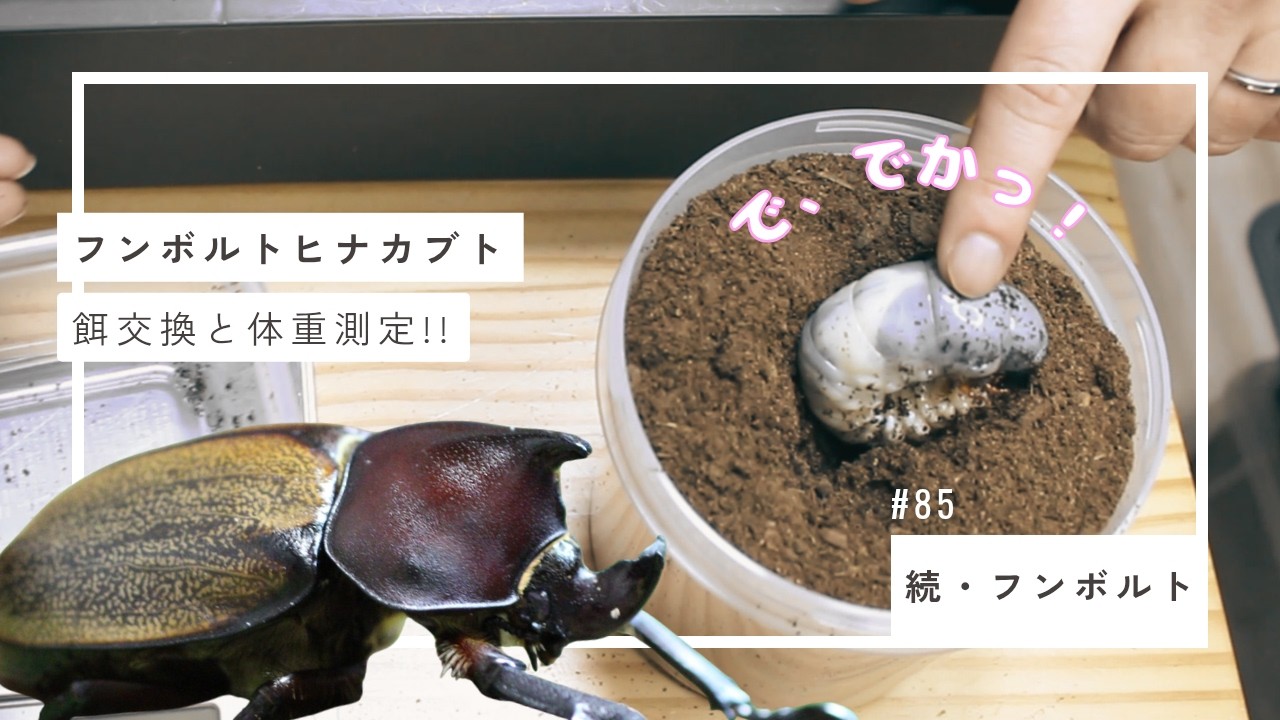 #85【フンボルト】エサ交換