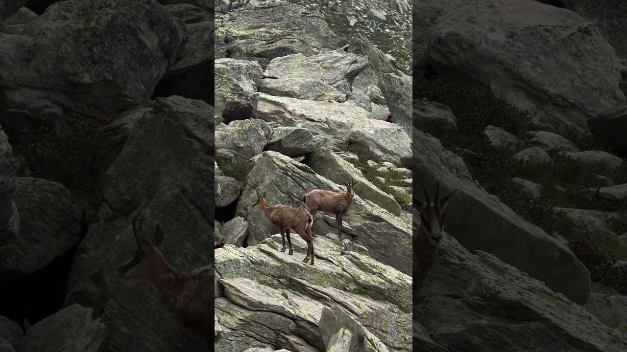 On vous emmène dormir au refuge des Merveilles ! ✨ 