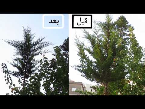 تقليم شجرة السرو من اجل تسريع النمو العمودي زراعة