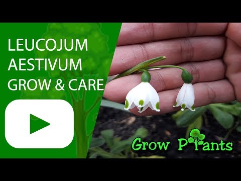 Video: Snowflake Plant Care - How To Grow Snowflake Bulbs