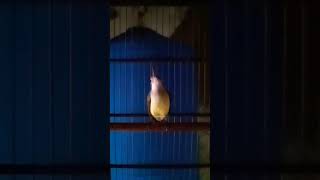 Burung Pijantung Pisang Gacor Konslet Nembak Panjang #short #pijantungpisanggacor