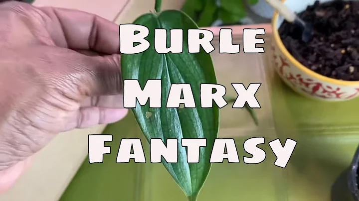 Philodendron Burle Marx Fantasy Ebay Houseplant Pr...