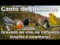 Pássaros cantando na natureza durante o amanhecer para estímulo de canto em diversas espécies!!!!!