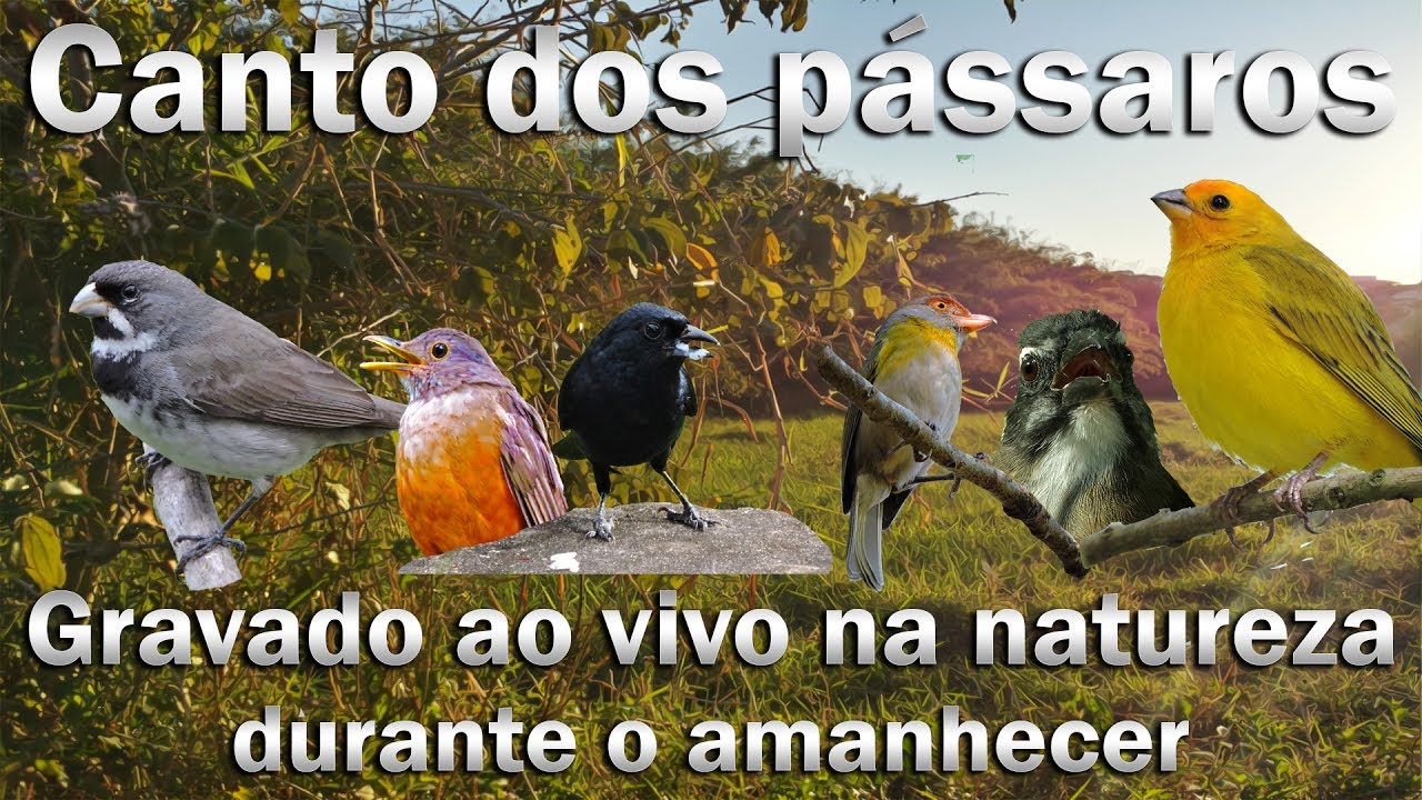 Птицы поют на природе на рассвете, чтобы стимулировать пение у разных видов!!!!!