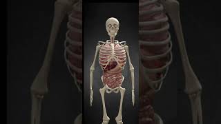 Benefits Of Halasana  Plough Pose  Yoga Shorts