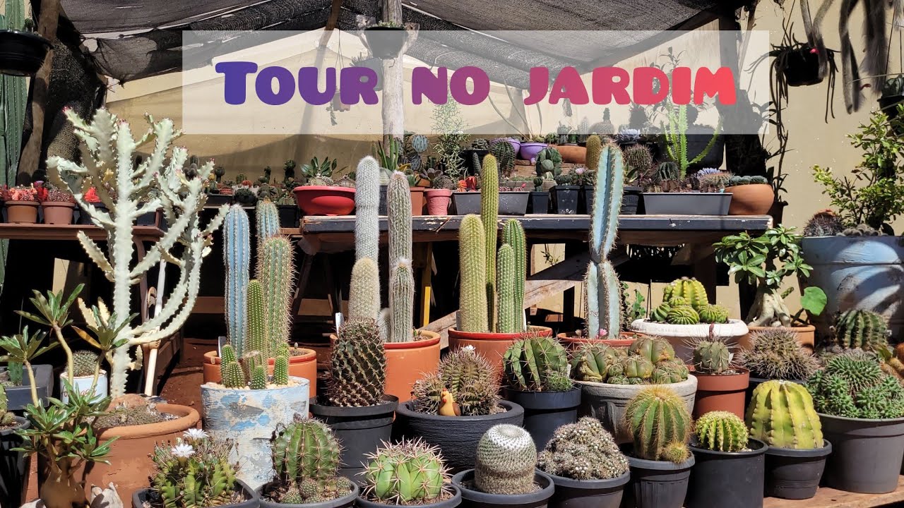 Tour no Jardim . #plantas #jardimdecactos #cactus #suculentas #flores 