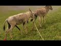 Beautiful #donkey are enjoying together|| Donkey mating|| Breeding| @donkey13