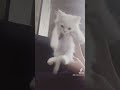 عندي قطه وانتو لا عندي قطه وانتو لا