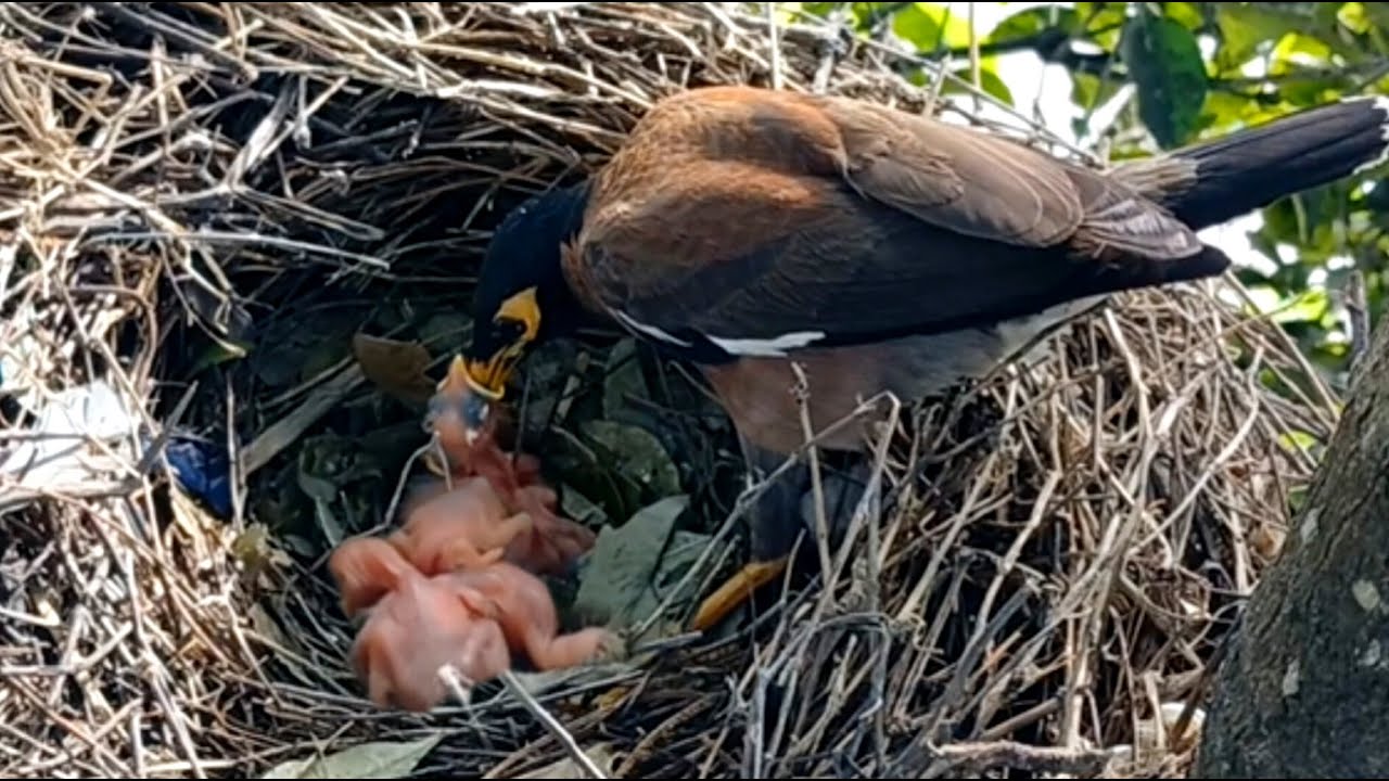 Baby Myna birds try to get food from their mother until it gets stuck in their throats