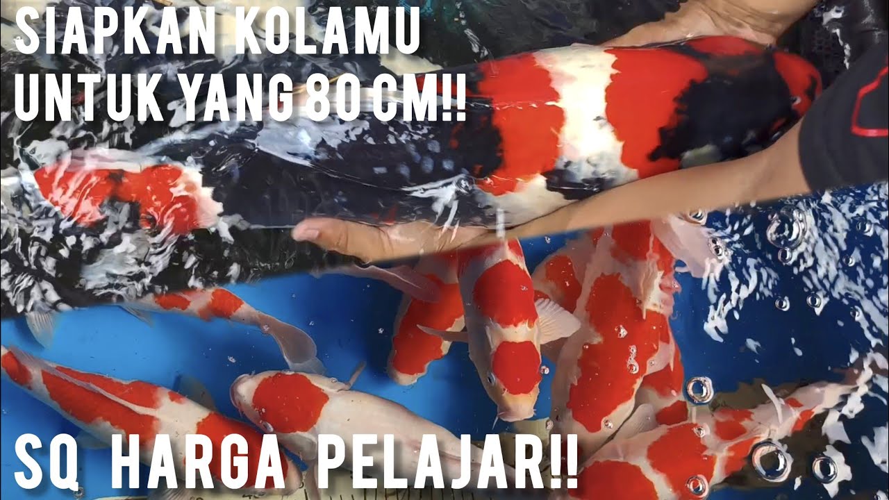 KOI SQ HARGA PELAJAR LIMITED EDITION ❗JUMBO 80CM JUGA ADA SIAP DIPINANG DI WILZAM KOI CENTER ❗