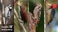 The Fascinating World of Woodpeckers ile ilgili video