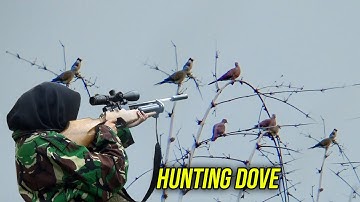 Berburu Tekukur Jarak Dekat #3 Point Satu Karung