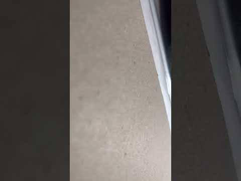백야 첫사랑 커버