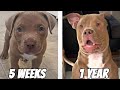 Cute puppy growing up  5 weeks to one year