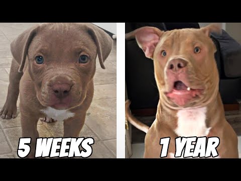 Cute Puppy Growing Up - 5 Weeks To One Year