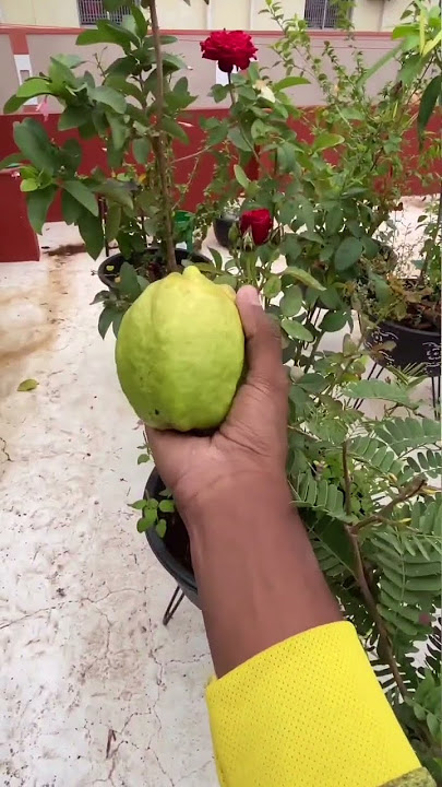 first harvest of guava fruit on my terrace garden ☺️🥰