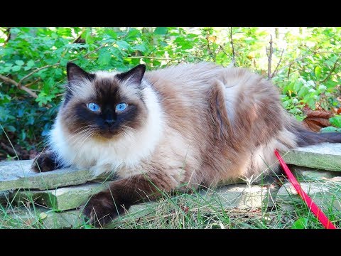 ragdoll-kitty-goes-back-to-the-wild!