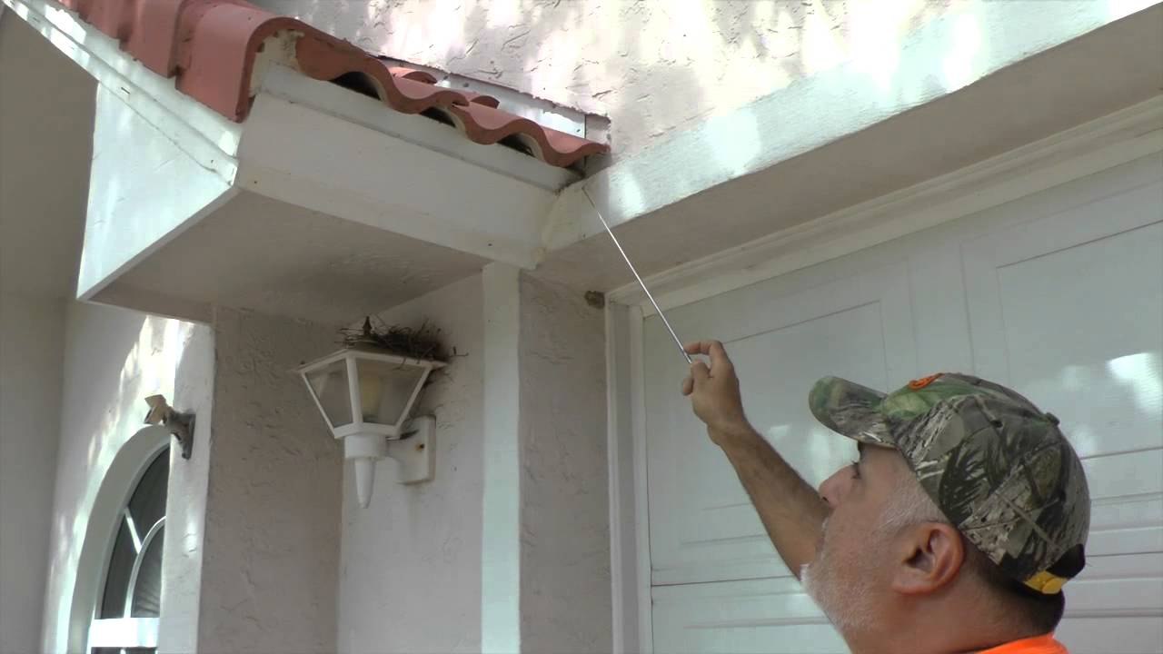 How To Keep Rats From Entering Barrel Tile Roof Norway Roof Rats Rat Entry Points Melbourne Fl