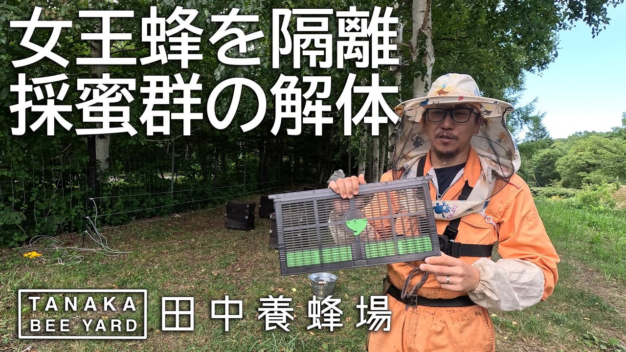 女王蜂を隔離する　ダニ対策の下ごしらえ