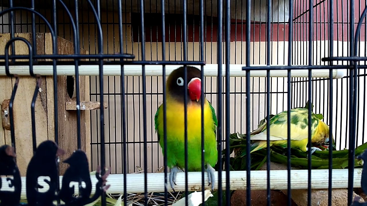 Ternak Lovebrid Dakocan vs Blorok GS (Grand Series) 