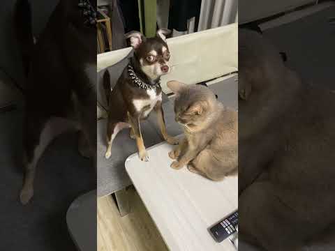 猫のニオイを嗅いでいたら 突然叩かれて しょんぼりする犬 #shorts #アビシニアン #チワワ