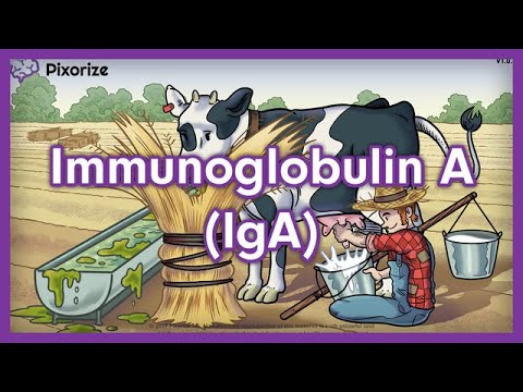 Immunoglobulin A (IgA) USMLE Mnemonic