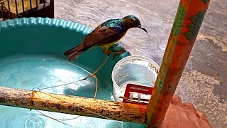 Cara Cepat Jinakan Burung Hasil Pikatan Cepat Jinak Gak Pakek Lama