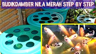 Cara Buat Budikdamber Ikan Nila Merah Step By Step