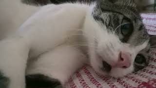 I AGAPI MOU POU TON EHO HASI♥️♥️😼