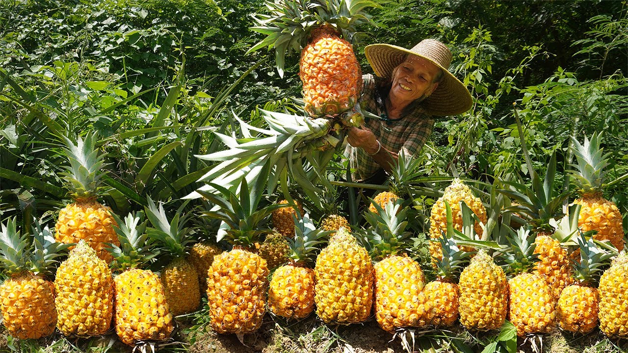 路邊不要錢的菠蘿，阿婆兩個籃子裝不完，剛上桌就被鄰居誇美味Grandma uses wild pineapple to make traditional Chinese food｜广西 美食｜玉林阿婆