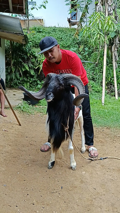 aw aw 😎 #dombagarut #domba #goat #sheep #sukadombaofficial #shorts #fyp