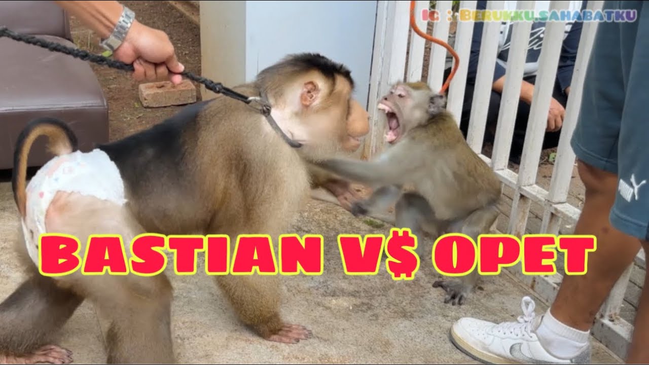 S4D1Ss$ !!! OPET NG4Mukkkk lihat BASTIAN ‼️